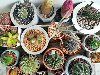 High angle view of succulent plants in market