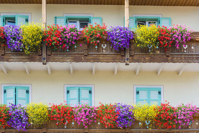 Low angle view of flowers on balcony