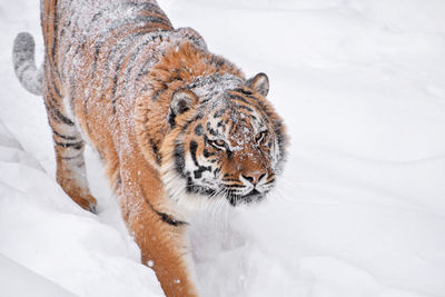 Tiger walking on snowy field