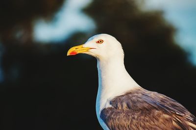 Close-up of bird