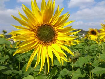 Close-up of sunflower