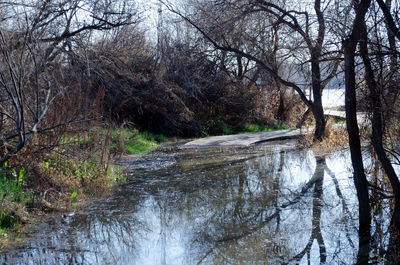 River amidst bare trees in forest