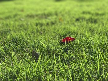 Close-up of red flower on field