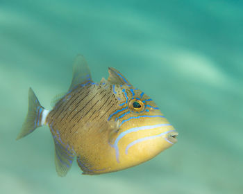Close-up of fish swimming in sea