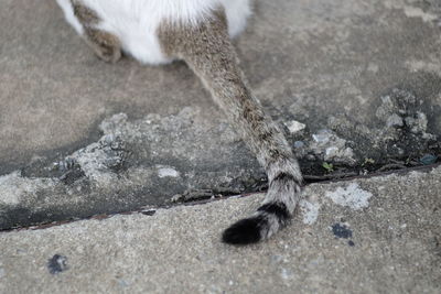 Tail of cat