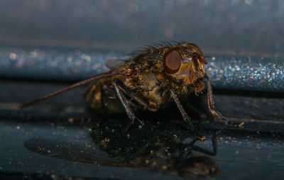 Close-up of spider on water