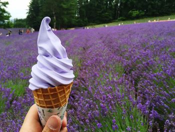 Cropped hand holding ice cream cone against lavender field