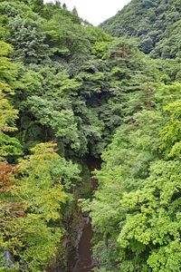 High angle view of trees in forest