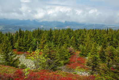 Scenic view of pine trees in forest against sky