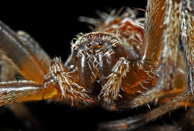 Close-up of spider