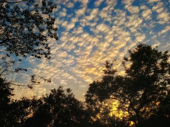 Low angle view of silhouette trees against sky at sunset