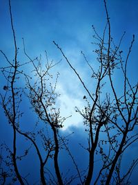 Low angle view of bare tree against blue sky