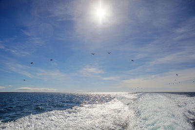 Birds flying over sea against sky