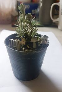 Close-up of potted plant on table