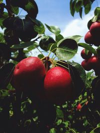 Close-up of red berries on tree