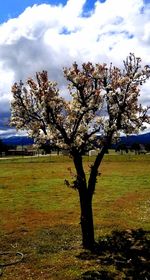 Scenic view of flowering tree on field against sky