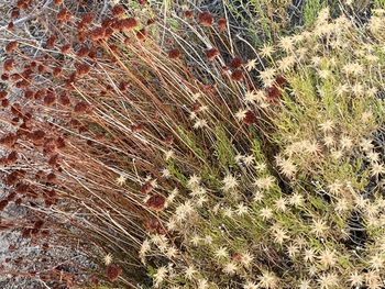 Full frame shot of succulent plant on field