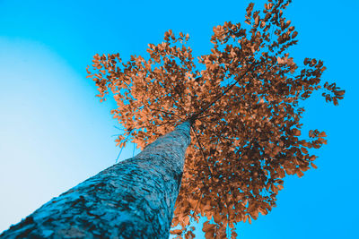 Low angle view of flowering plant against blue sky