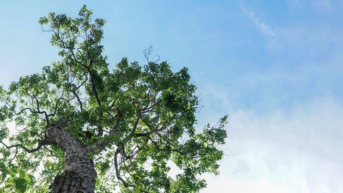 Low angle view of tree against sky