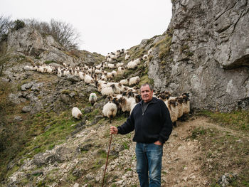 Pensive mature male shepherd casual clothes standing near herd of domestic sheep grazing on grassy terrain and looking at camera in urbasa mountain range