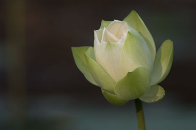 Close-up of flower blooming outdoors