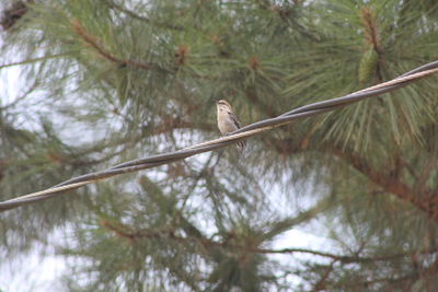 Low angle view of a bird on branch