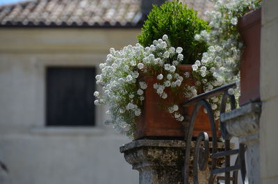 Flowering plant against house