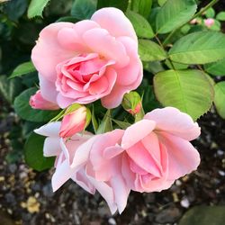 Close-up of pink flowers blooming outdoors