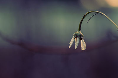 macro photography