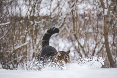 snow