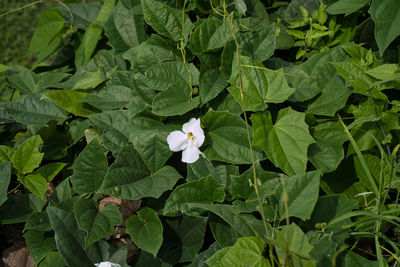 High angle view of white flowering plants