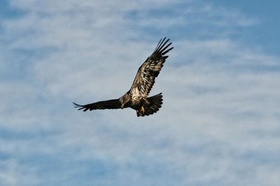 Low angle view of bird flying