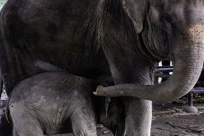 Close-up of elephant