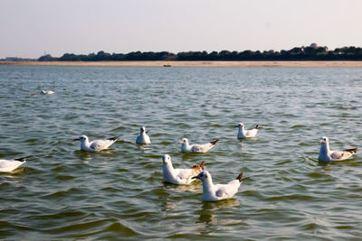 Swans swimming in lake against sky