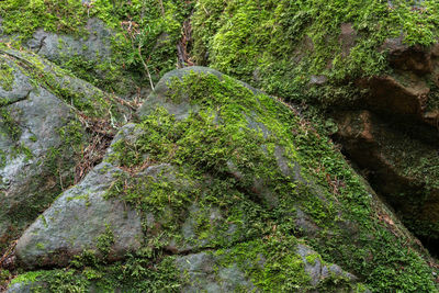 Moss growing on rock in forest