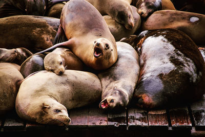 Sea lions lying down on deck at pier 39