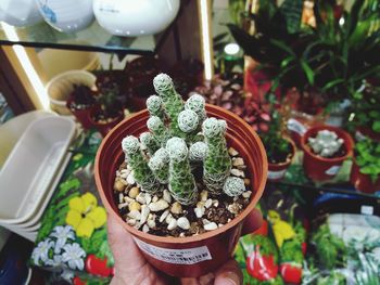 High angle view of hand holding potted plant