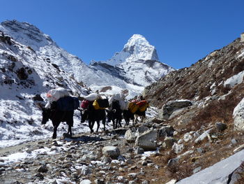 Yak carrying sacks on snowcapped mountain against clear sky