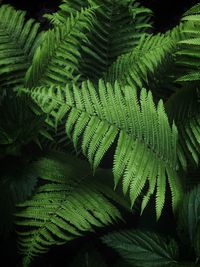 Full frame shot of fern leaves