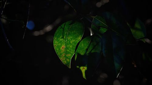 Close-up of wet leaves