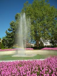 View of flowering plants by fountain against sky