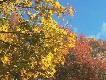 Low angle view of tree against sky