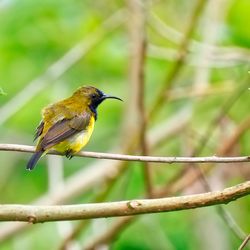 Close-up of bird perching on branch