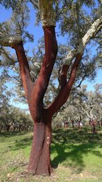 Tree trunk on grassy field in park
