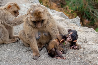 Monkey sitting on rock