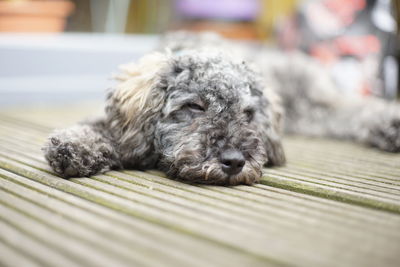 Close-up of a dog resting