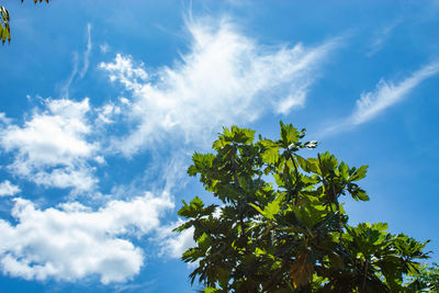 Low angle view of tree against sky