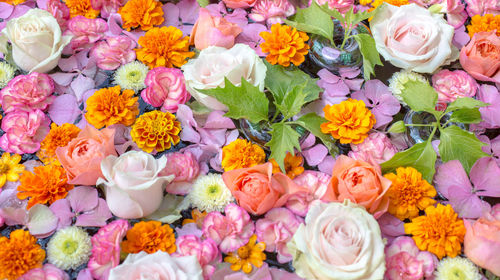 Full frame shot of multi colored roses