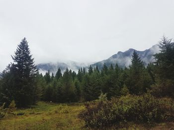 Pine trees in forest against clear sky