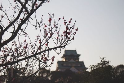 Low angle view of cherry tree against clear sky